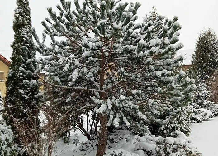 Nova Apartman Dębki